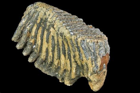 9.9" Fossil Palaeoloxodon (Mammoth Relative) M2 Molar - Hungary ...