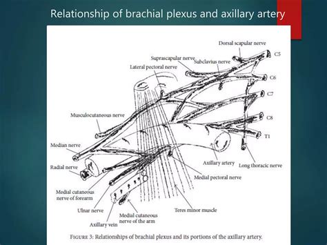 Traumatic Brachial Plexus Injury Ppt