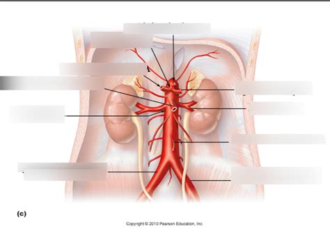 Abdominal Arteries Diagram Quizlet