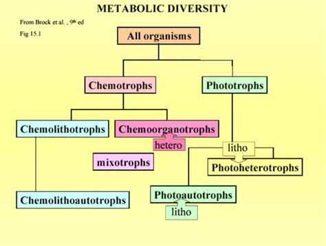 Estuarine Microbes Diagram Quizlet