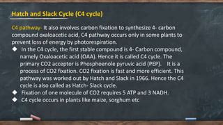 Photosynthesis Dark Reaction Ppt