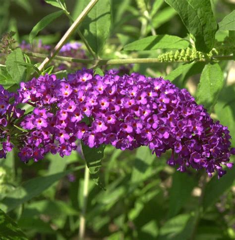 Zwerg Sommerflieder Purple Chip Buddleja Purple Chip