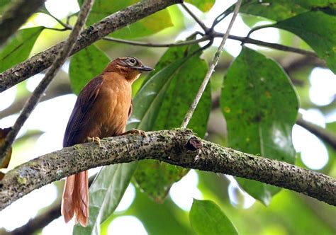 Animais Já Extintos No Brasil - 14 ANIMAIS EXTINTOS no Brasil - Com FOTOS e curiosidades