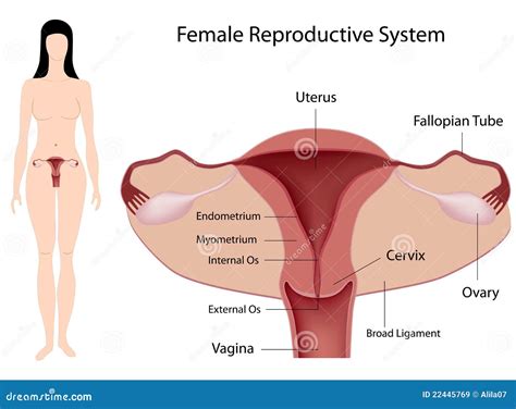 Sistema Riproduttivo Femminile Immagini Stock Libere Da Diritti