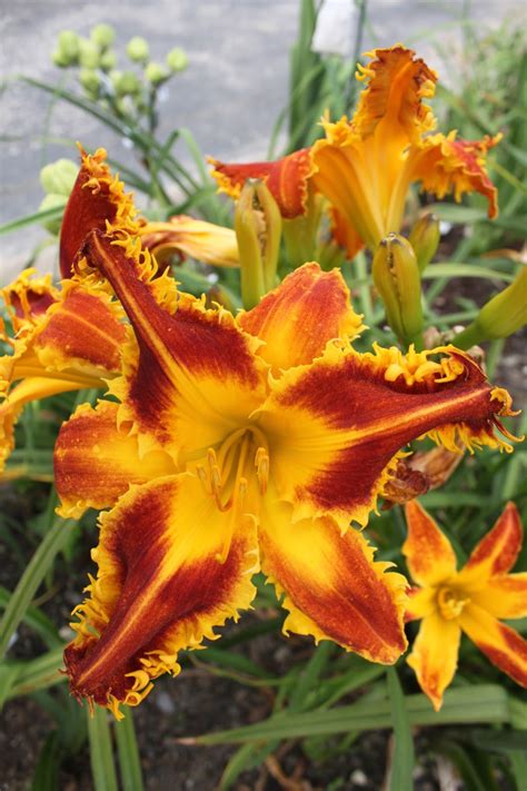 Lewis Daylily Garden Toothy Daylilies From The Summer Of 2015