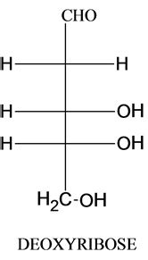 Draw the monosaccharide present in DNA. Draw the sugar in its ...