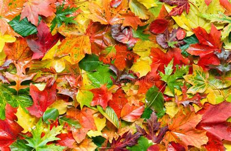 Bunte Herbstbl Tter Stockfoto Bild Von Nave Verschiedenartigkeit