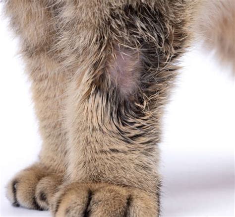 Ringworm In Cats: What Are The Signs And How Is It Treated?, 46% OFF