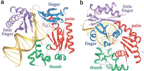 Crystal Structure Of The Dpo4 Ternary Complex Both The Protein And DNA