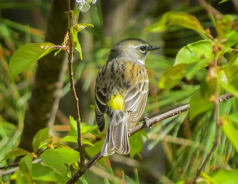 Yellow Rumped Warbler Setophaga Coronata