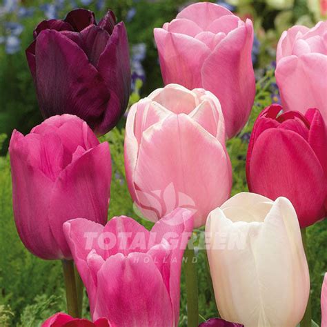 Tulips Triumph Mixed Colors TotalGreen Holland - Flower Bulbs