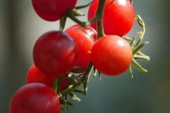 Tomate Mexikanische Honigtomate Pflanze Bio