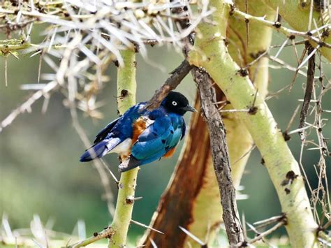 Tanzania: Ngorongoro Crater – Birds – Travel2Unlimited