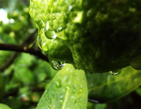 Free Images Water Nature Droplet Drop Fruit Rain Leaf Flower Summer Foliage Food