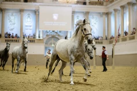 Spanish Riding School, Vienna - Book Tickets & Tours | GetYourGuide