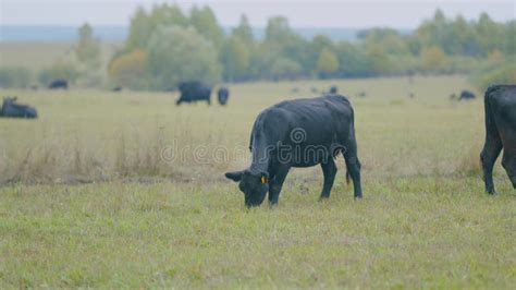 Vaca De Ternera De Angulas Negras Vaca En Un Pasto Verde De Verano