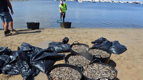 “continúa El Desastre Hay Muchos Más Peces Muertos En El Mar Menor