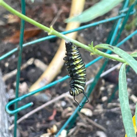 How Record-Breaking Heat Waves Add to Risks for Western Monarch