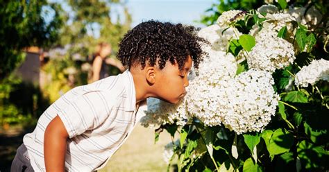 Smell defines our world in hidden and powerful ways | Connecticut Public
