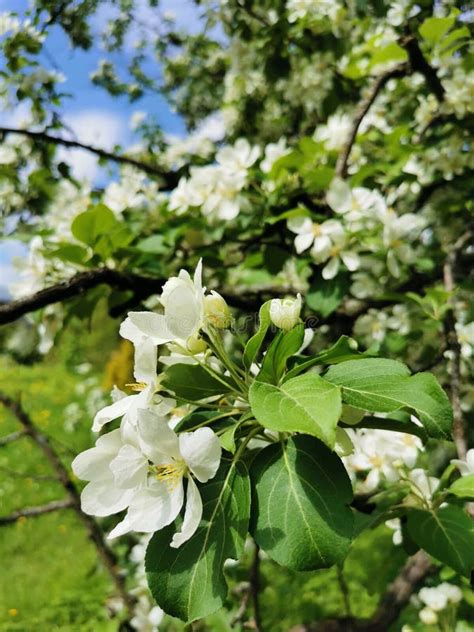 Una Rama De Un Manzano Con Flores Blancas En Un Fondo De Cielo Verde Y