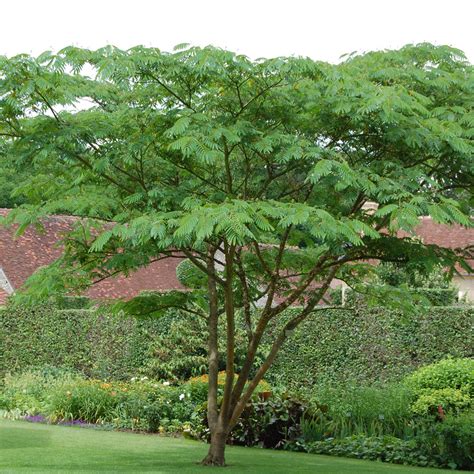 ALBIZIA J TROPICAL DREAM Houtmeyers Plantencentrum En Boomkwekerij