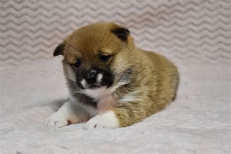 Muri Shiba Inu Puppy A Pawrade