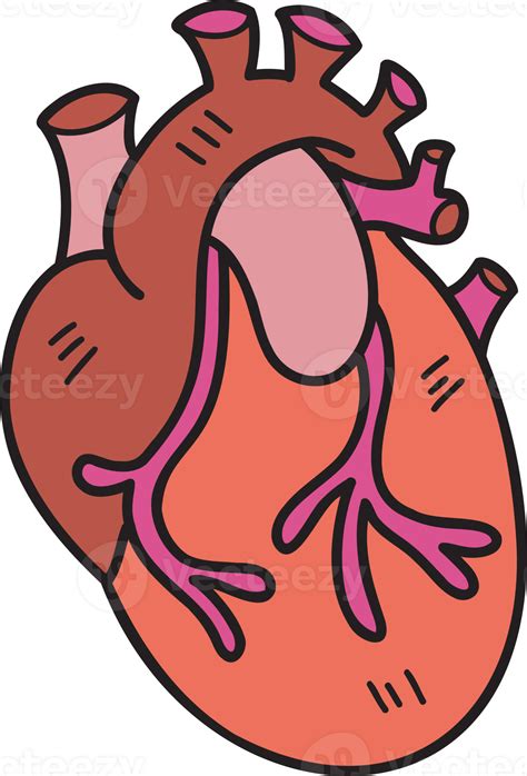 Hand Drawn Realistic Heart Illustration Png