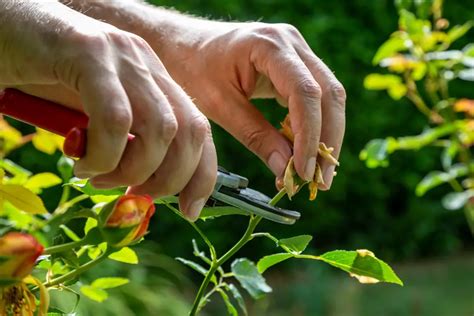 10 Best Ways To Attract Butterflies To Your Garden Gardenia Organic