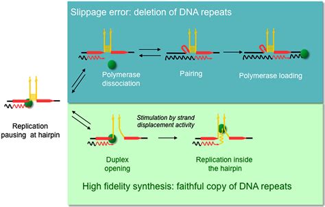 Frontiers Replication Slippage Of The Thermophilic DNA Polymerases B