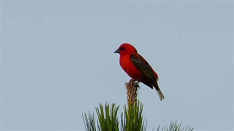 Red Fody | MarkEisingBirding