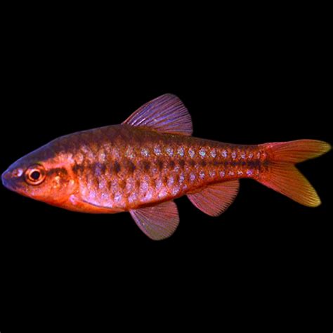 Cherry Barb Aquarium Fish Depot