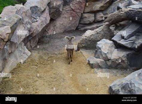 Download this stock image: Mountain Goat in zoo. (Oreamnos americanus ...