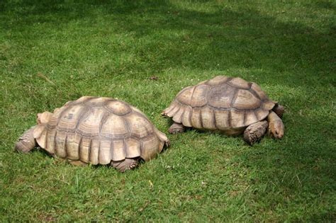 Hatchling Sulcata Tortoise Care Your Guide To Raising Happy And