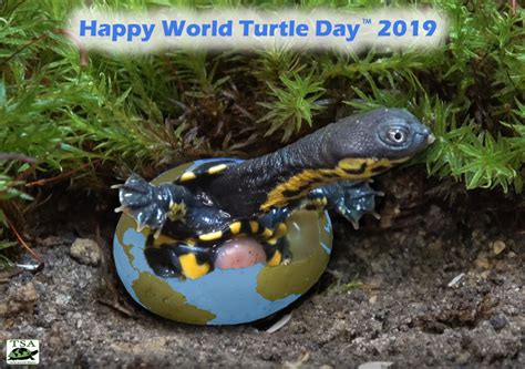 Tsa S 10 Ways You Can Help Turtles On World Turtle Day¬Æ Turtle Survival Alliance