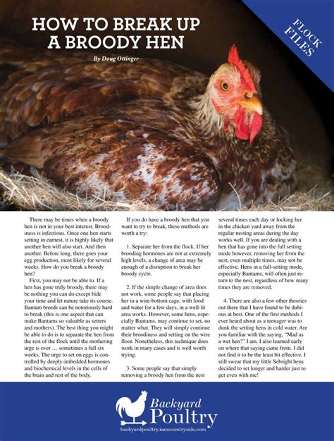 How To Break Up A Broody Hen Backyard Poultry