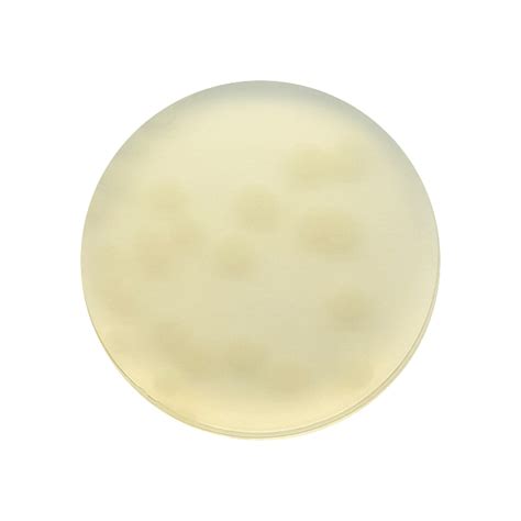 Yeast Extract Agar 55mm Plate Southern Group Laboratory