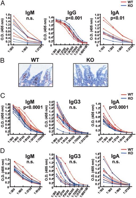 IgA antibody responses to mucosal immunization and to TI antigen in... | Download Scientific Diagram