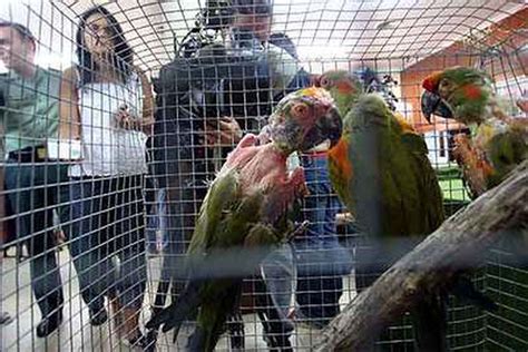 Una red ilegal comerció con 400 aves exóticas valoradas en un millón de