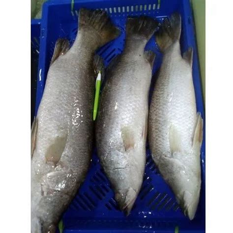 Sea Bass Wholesale Price And Mandi Rate For Sea Bass In India