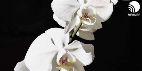 Orchid Blooming: Tips and Tricks | Farmvina