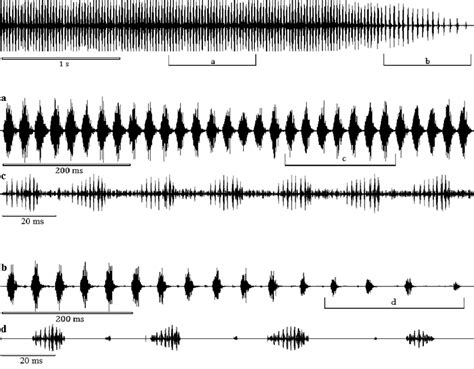 The Calling Song Oscillogram A C Faster Oscillograms Of The Middle