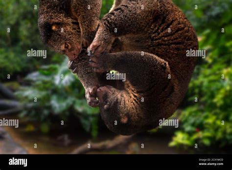 sulawesi bear phalangers  res stock photography  images alamy