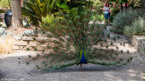 Peacock Los Angeles County Arboretum And Botanic Garden In Flickr