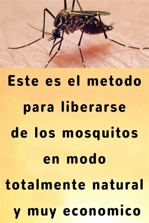 Este Es El Metodo Para Liberarse De Los Mosquitos En Modo Totalmente