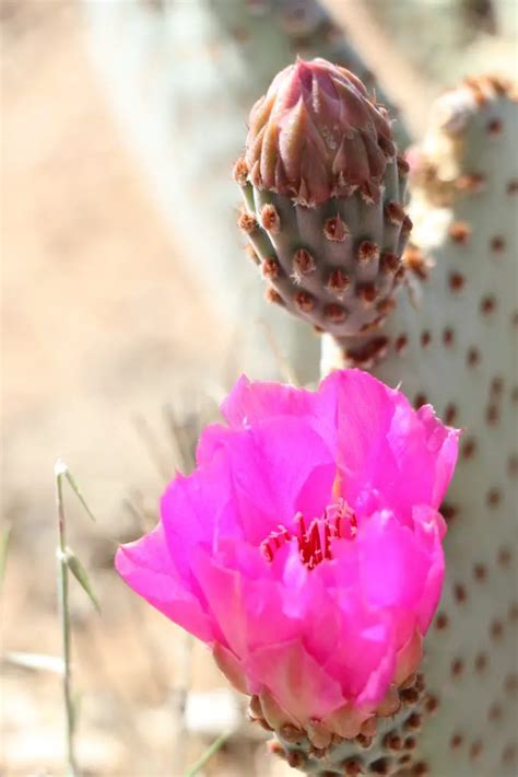 Spring Brings Vibrant Cactus Flowers to the Mojave Desert