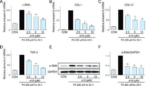 A19 Inhibited Pa Induced Fibrosis In Hepg2 Cells Hepg2 Cells Were