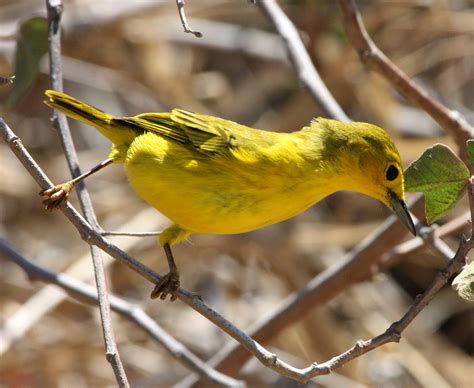 Yellow Warbler Charles D Peters M P R Flickr