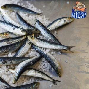 WHOLE PILCHARDS U Fish Brined Baits