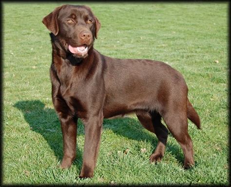 Chien Labrador Retriever Fiesta Sans Affixe