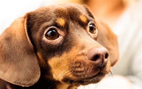 Chihuahua Dachshund Mix Chiweenie Breed Traits And Care Guide